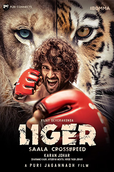 Liger | iBOMMA